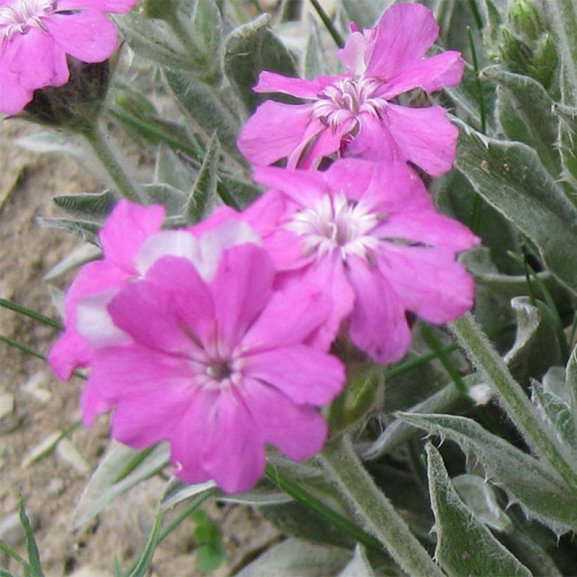 Jupiter-Nelke - Lychnis flos-jovis (Blüte)