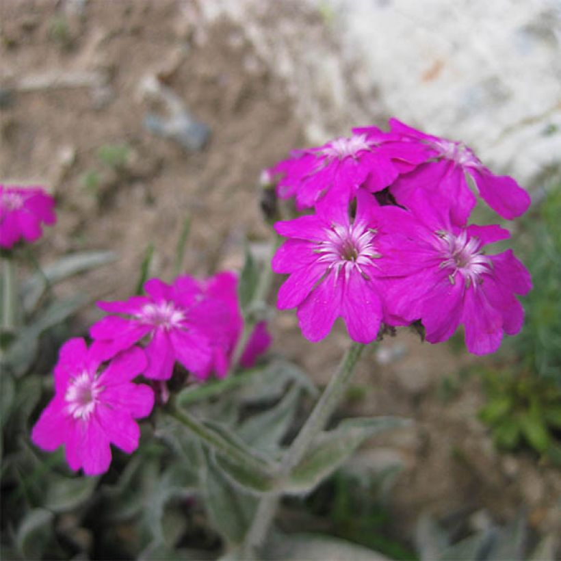 Jupiter-Nelke Peggy - Lychnis flos-jovis (Blüte)