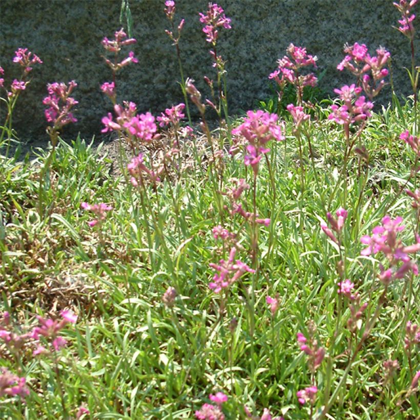 Gewöhnliche Pechnelke Plena - Lychnis viscaria (Blüte)