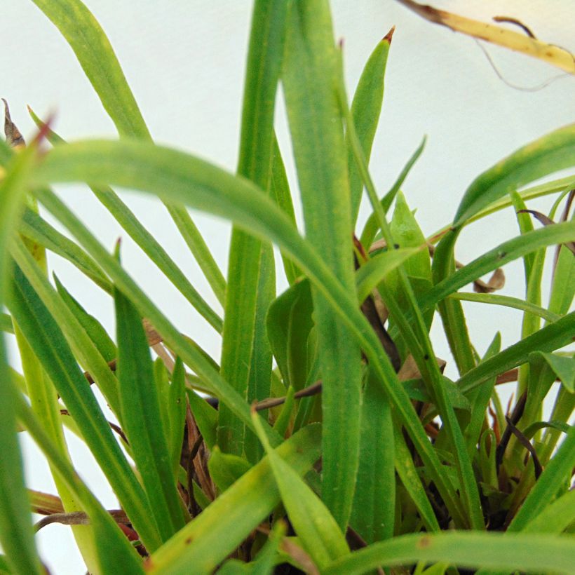 Gewöhnliche Pechnelke Plena - Lychnis viscaria (Laub)