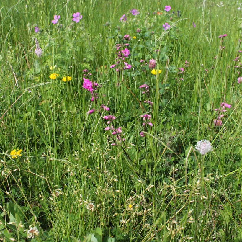 Gewöhnliche Pechnelke Plena - Lychnis viscaria (Hafen)