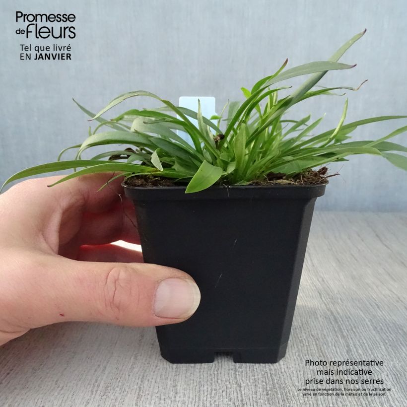 Exemplar von Lychnis viscaria Splendens - Attrape-mouches Godet de 9cm wie im Winter geliefert