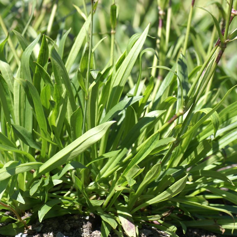 Lichtnelke - Lychnis yunnanensis (Laub)