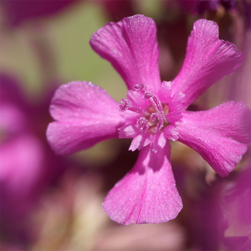 Lichtnelke - Lychnis yunnanensis (Blüte)