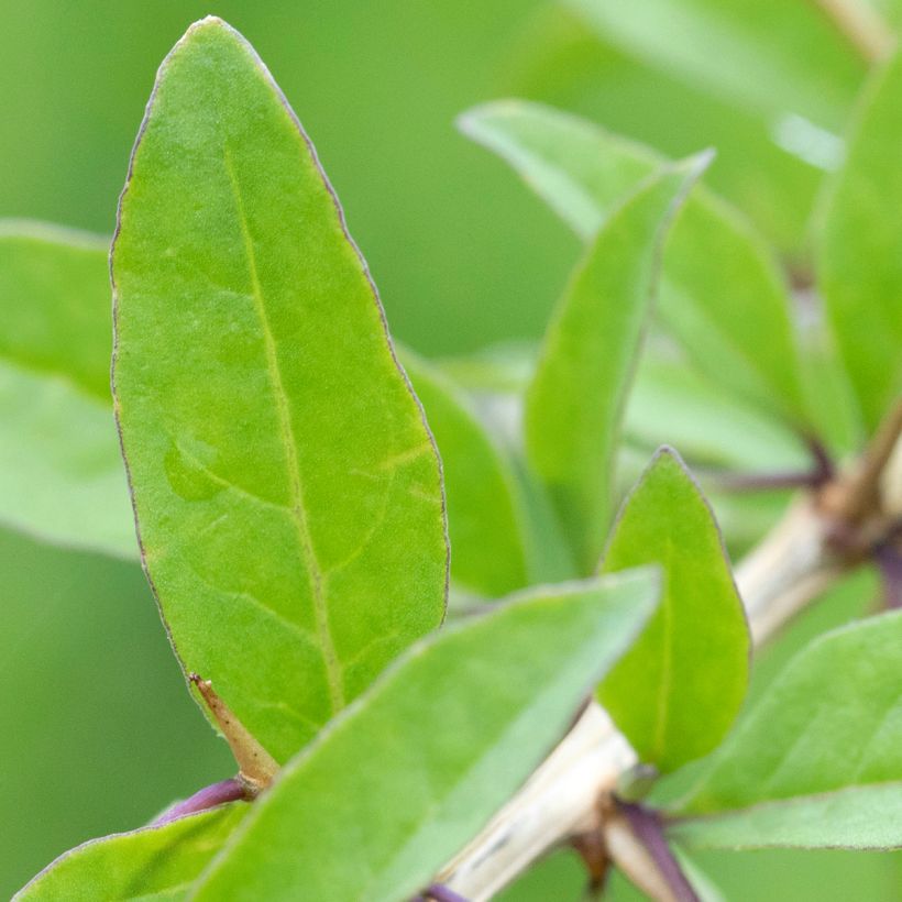 Chinesischer Bocksdorn - Lycium chinense (Laub)