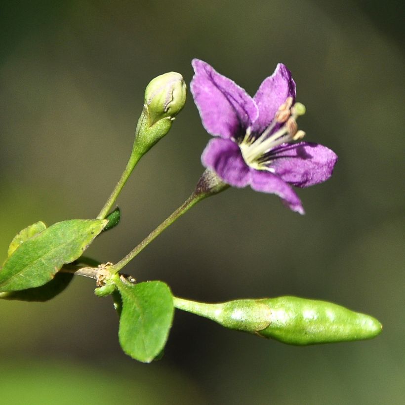 Chinesischer Bocksdorn - Lycium chinense (Blüte)