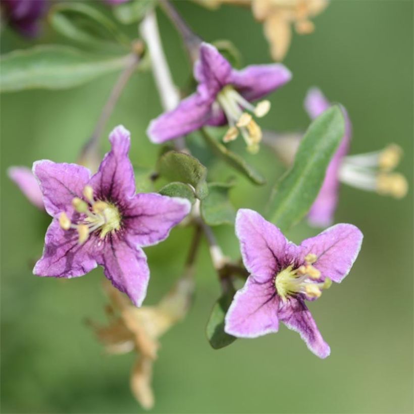 Gemeiner Bocksdorn - Lycium barbarum (Blüte)