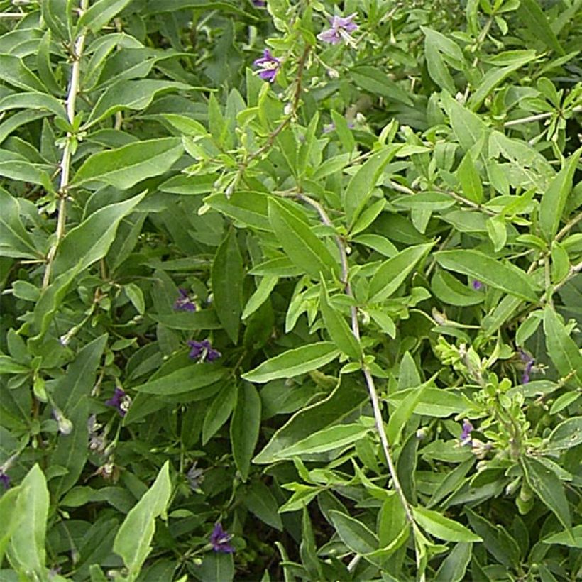 Gemeiner Bocksdorn - Lycium barbarum (Laub)