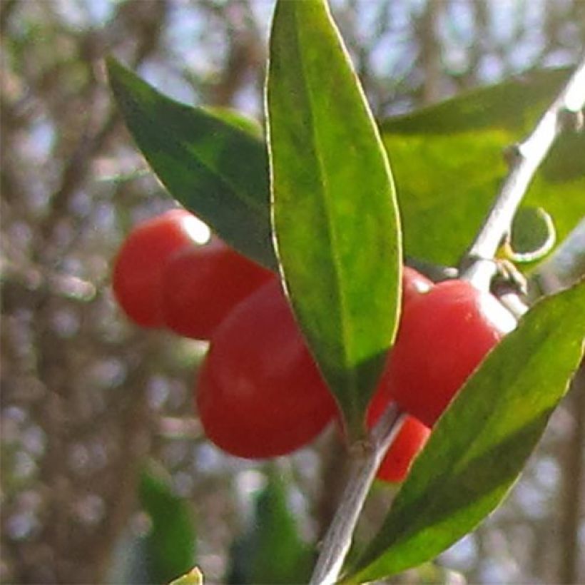 Gemeiner Bocksdorn - Lycium barbarum (Ernte)