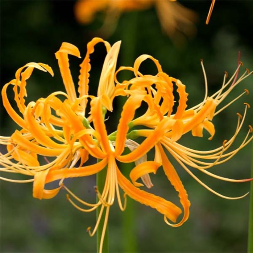 Lycoris aurea - Spinnenlilie (Blüte)