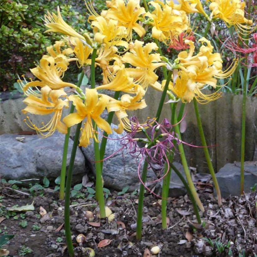 Lycoris aurea - Spinnenlilie (Hafen)