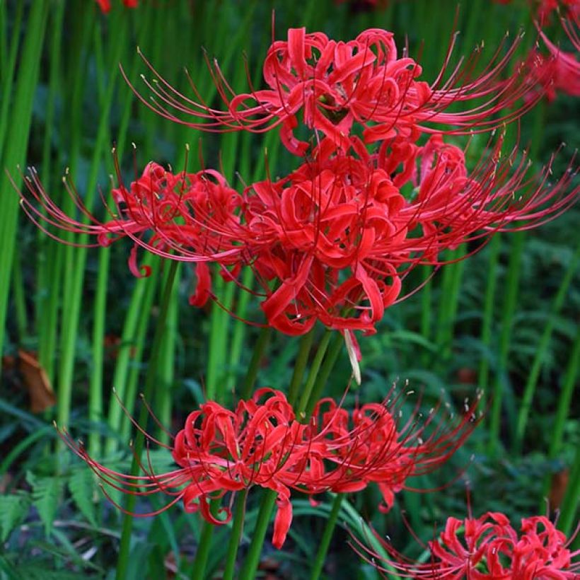 Lycoris radiata - Spinnenlilie (Blüte)