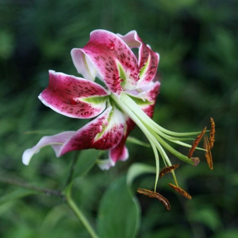 Orientalische Lilie Black Beauty - Lilium (Blüte)