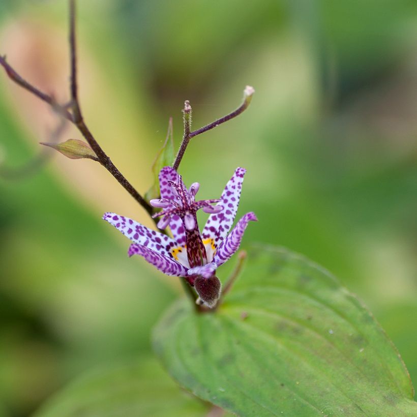 Tricyrtis formosana Pink Freckles - Krötenlilie (Blüte)