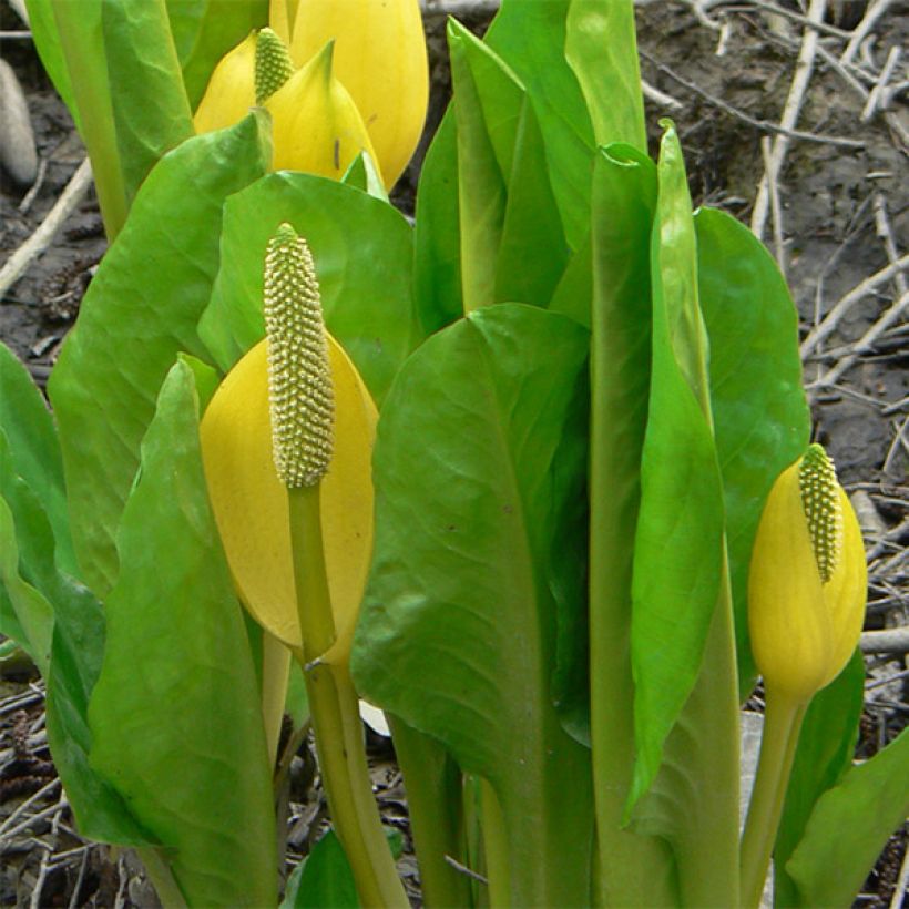 Lysichitum americanus - Amerikanischer Stinktierkohl (Laub)