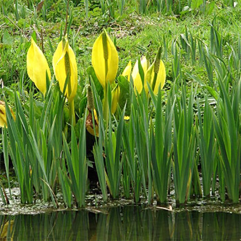 Lysichitum americanus - Amerikanischer Stinktierkohl (Hafen)