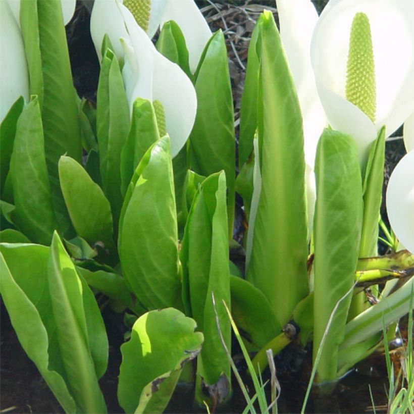 Lysichiton camtschatcensis - Weiße Scheinkalla (Laub)