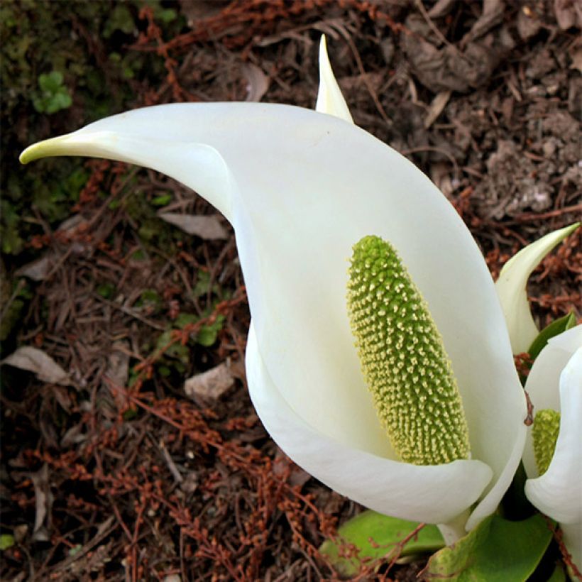 Lysichiton camtschatcensis - Weiße Scheinkalla (Blüte)