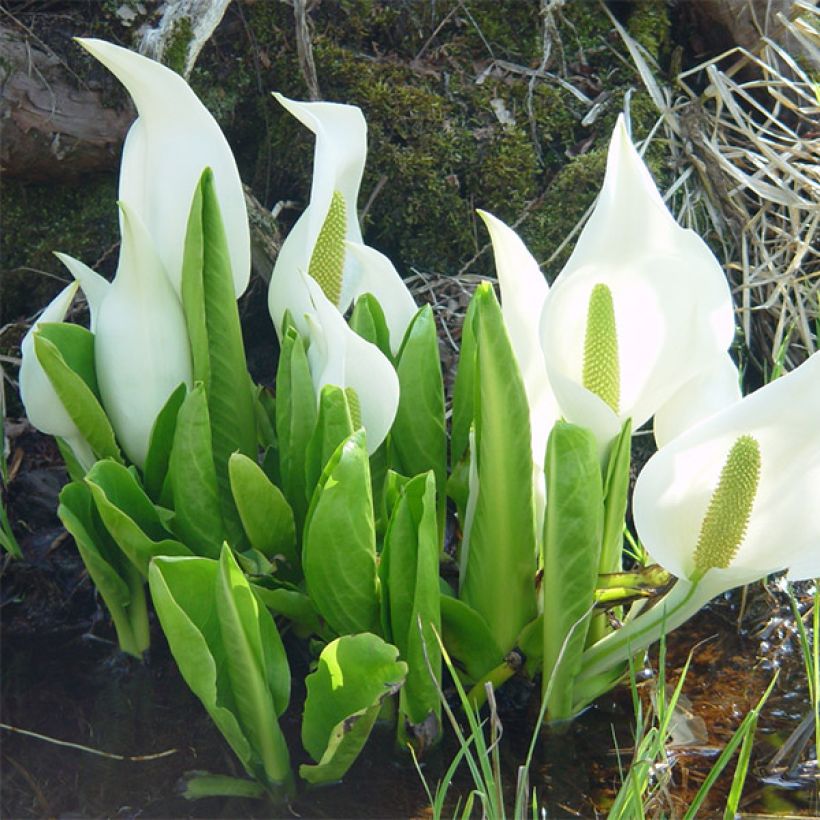 Lysichiton camtschatcensis - Weiße Scheinkalla (Hafen)