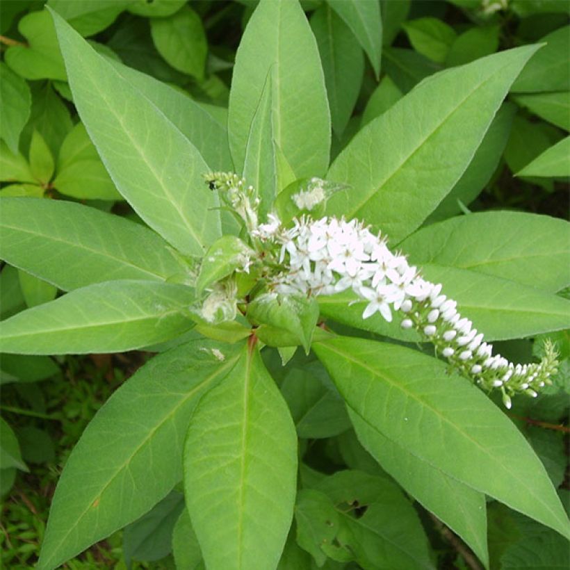 Lysimachia barystachys - Gilbweiderich (Laub)