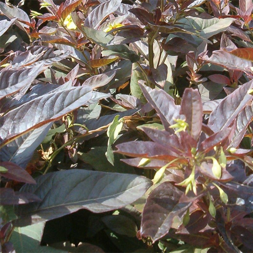 Lysimachia ciliata Fire Cracker - Bronze-Felberich (Laub)