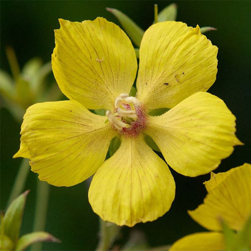 Lysimachia ciliata Fire Cracker - Bronze-Felberich (Blüte)