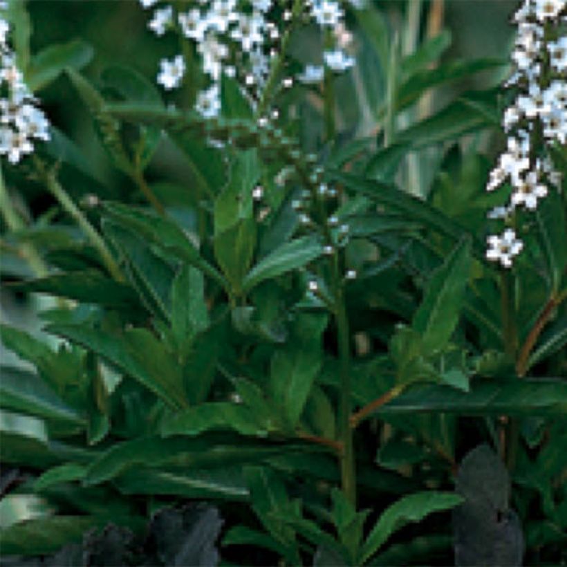 Lysimachia fortunei - Fortunes Felberich (Laub)