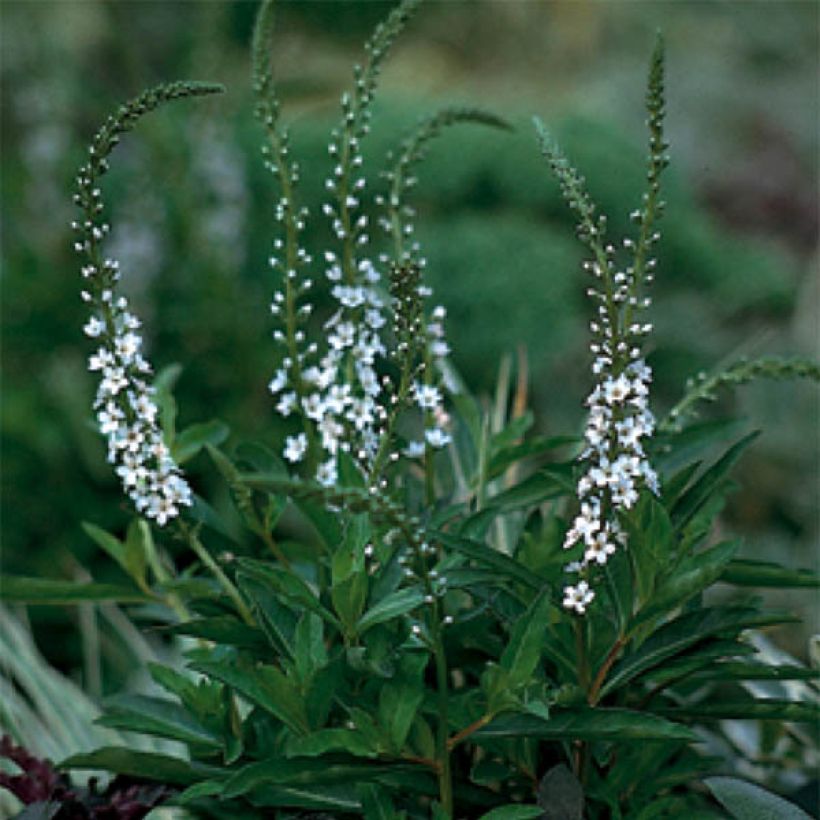 Lysimachia fortunei - Fortunes Felberich (Blüte)