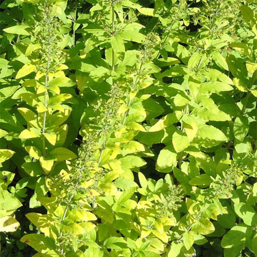 Lysimachia lichiangensis (Laub)