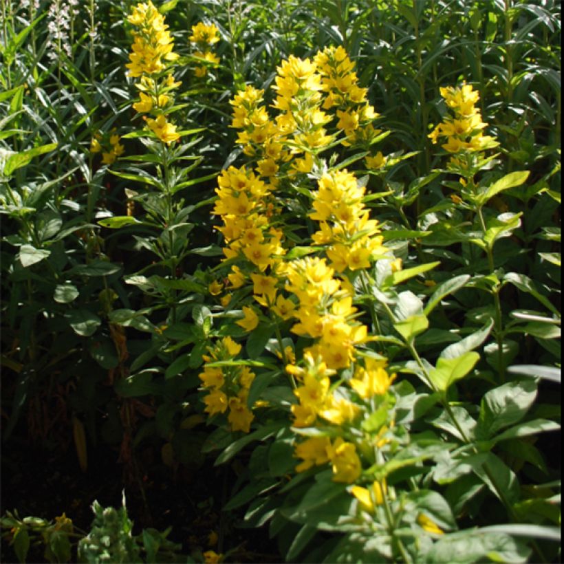 Lysimachia lichiangensis (Blüte)