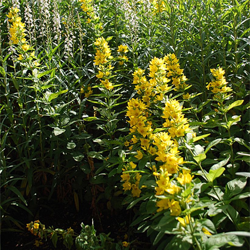 Lysimachia lichiangensis (Hafen)