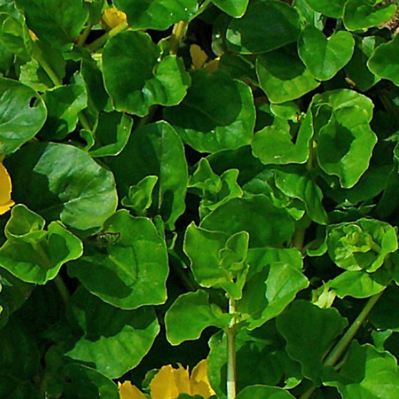 Lysimachia nummularia - Pfennigkraut (Laub)