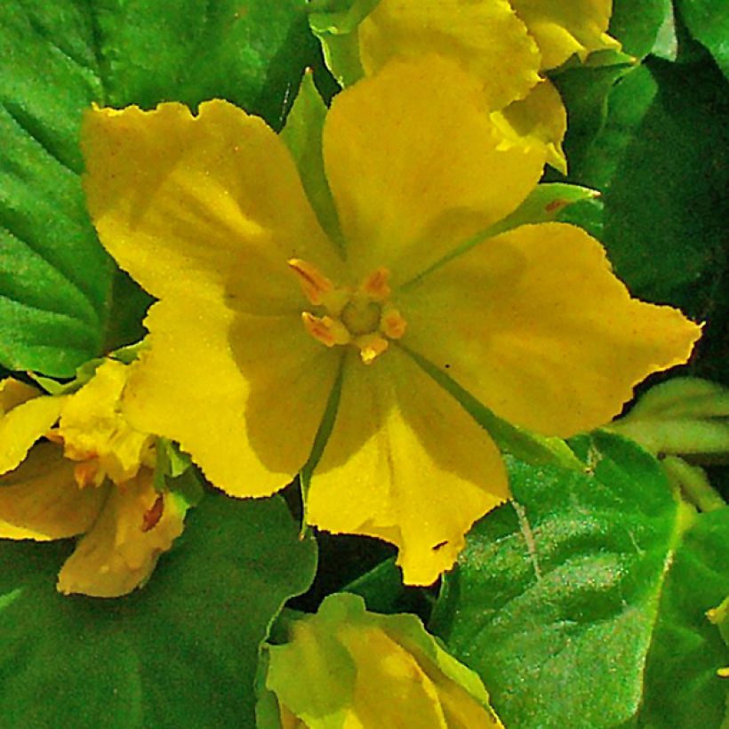 Lysimachia nummularia - Pfennigkraut (Blüte)