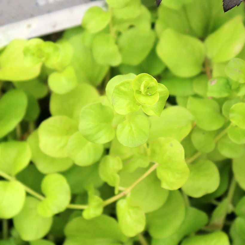 Lysimachia nummularia Goldilocks - Pfennigkraut (Laub)