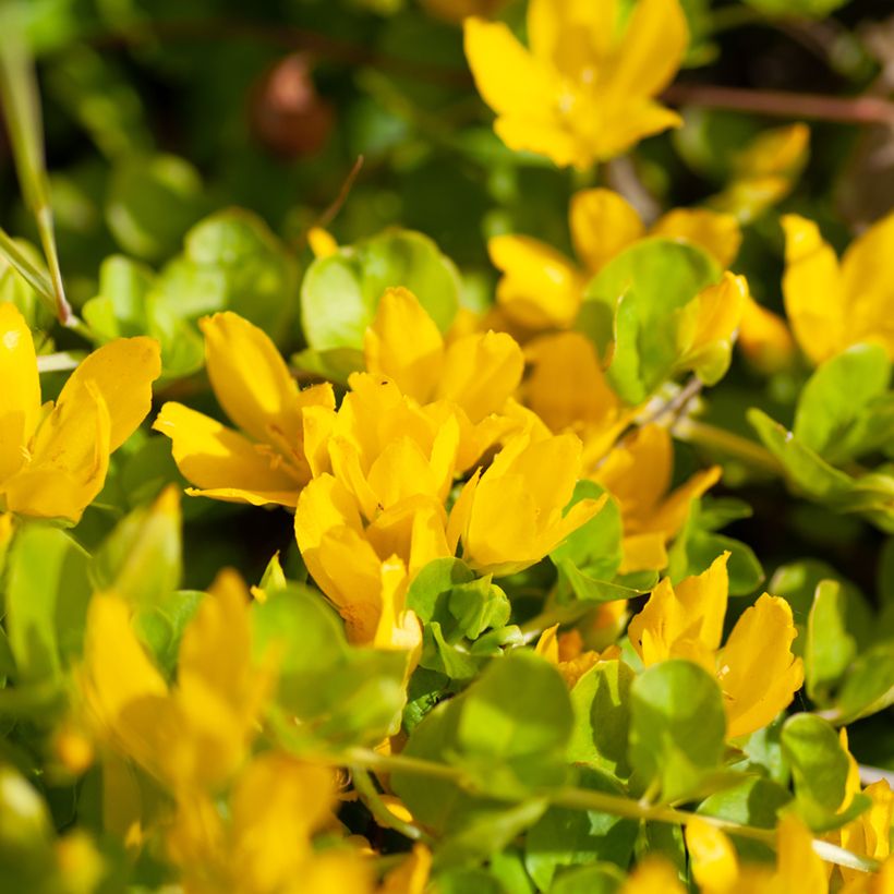 Lysimachia nummularia Goldilocks - Pfennigkraut (Blüte)