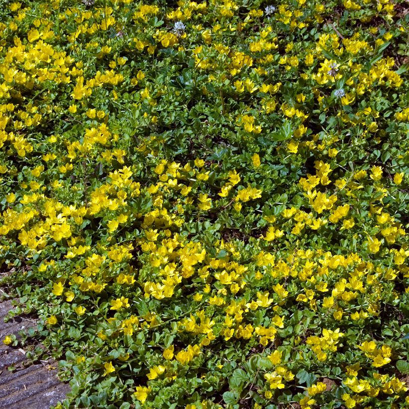 Lysimachia nummularia - Pfennigkraut (Hafen)