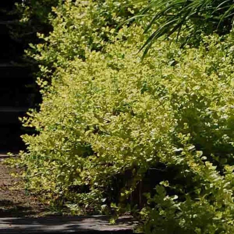 Lysimachia nummularia Aurea - Pfennigkraut (Hafen)