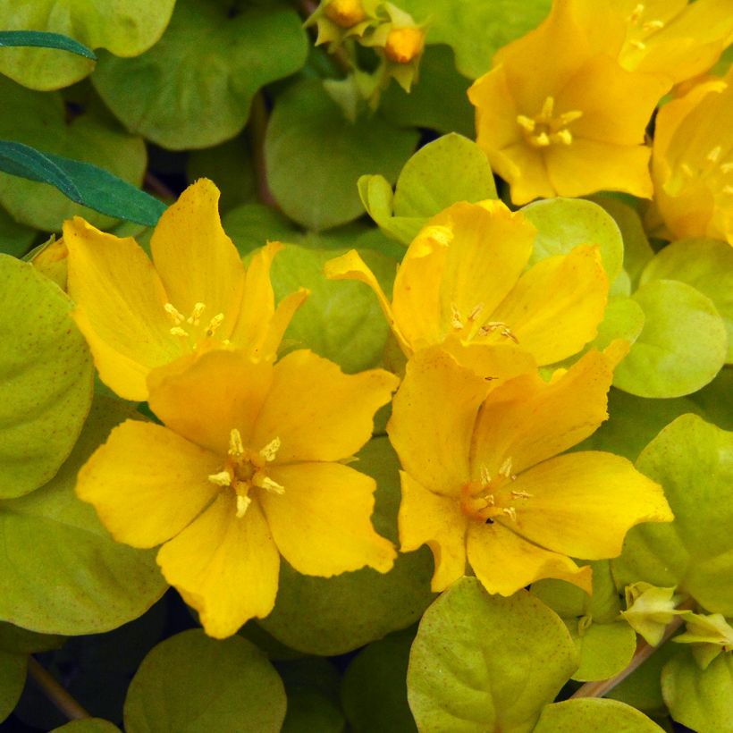 Lysimachia nummularia Aurea - Pfennigkraut (Blüte)