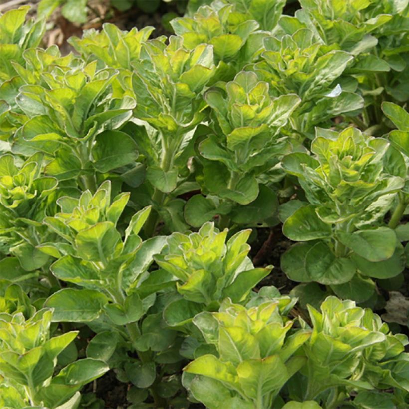 Lysimachia punctata - Gilbweiderich (Laub)