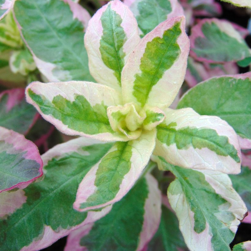 Lysimachia punctata Alexander - Gilbweiderich (Laub)