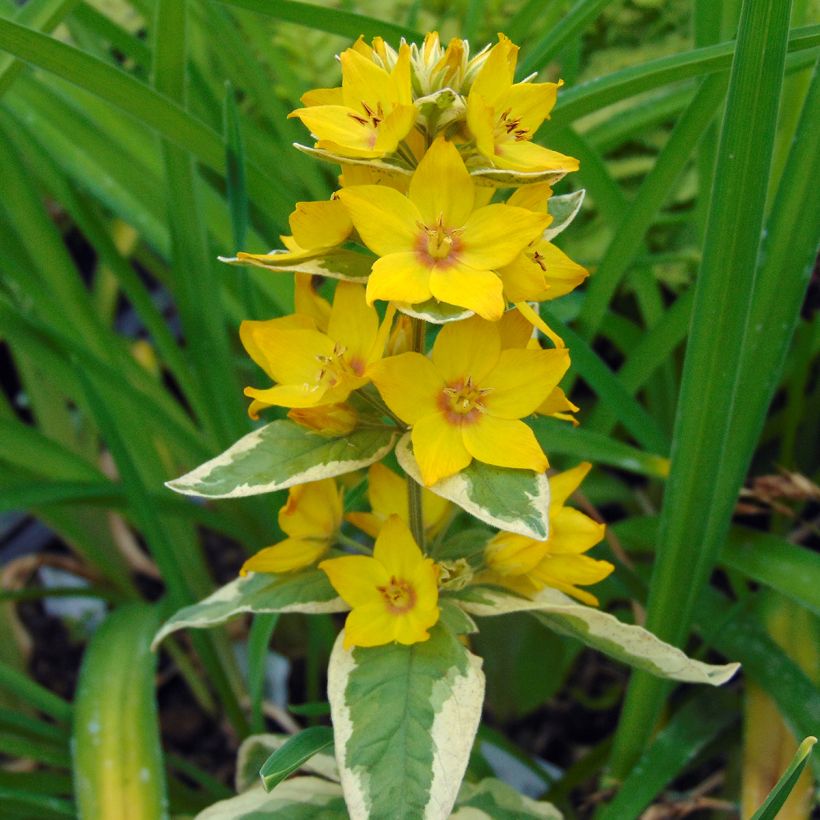 Lysimachia punctata Alexander - Gilbweiderich (Blüte)