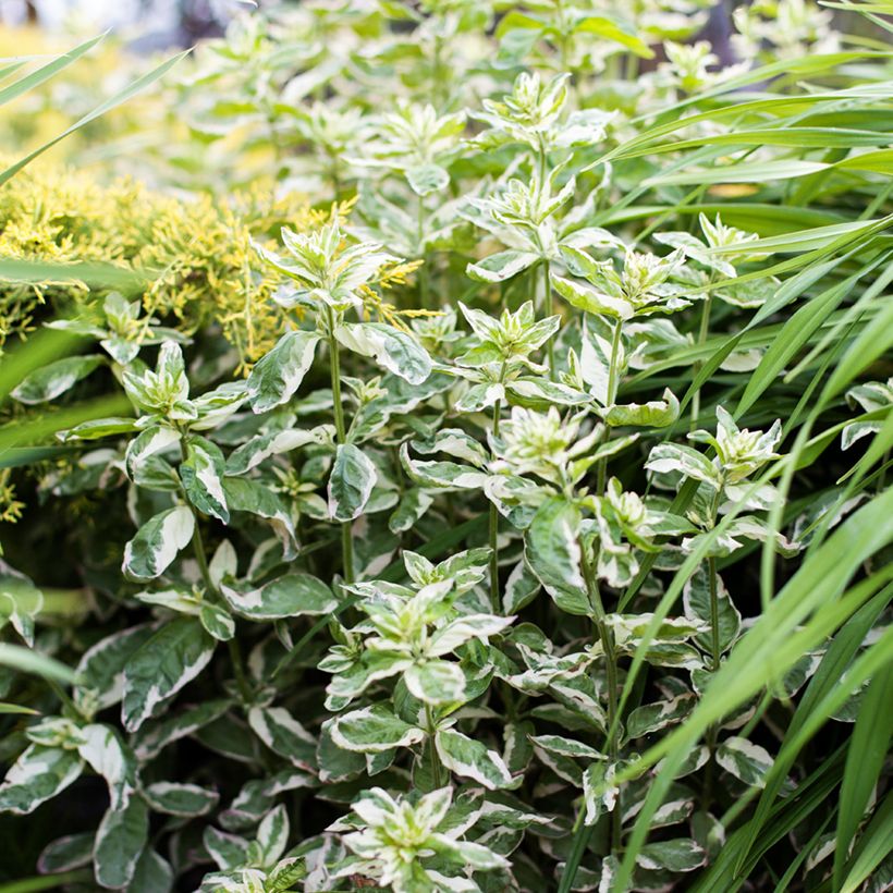 Lysimachia punctata Alexander - Gilbweiderich (Hafen)