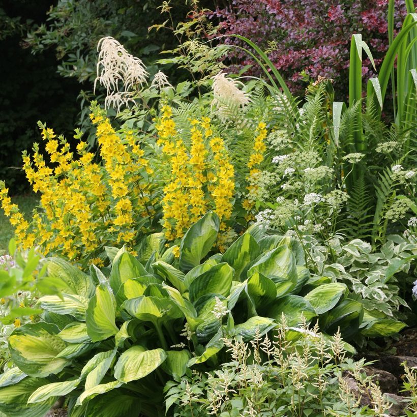 Lysimachia punctata - Gilbweiderich (Hafen)