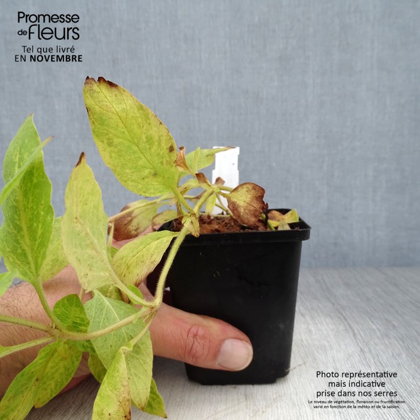 Exemplar von Lysimachia punctata - Lysimaque ponctuée en pot de 9 cm wie im Herbst geliefert