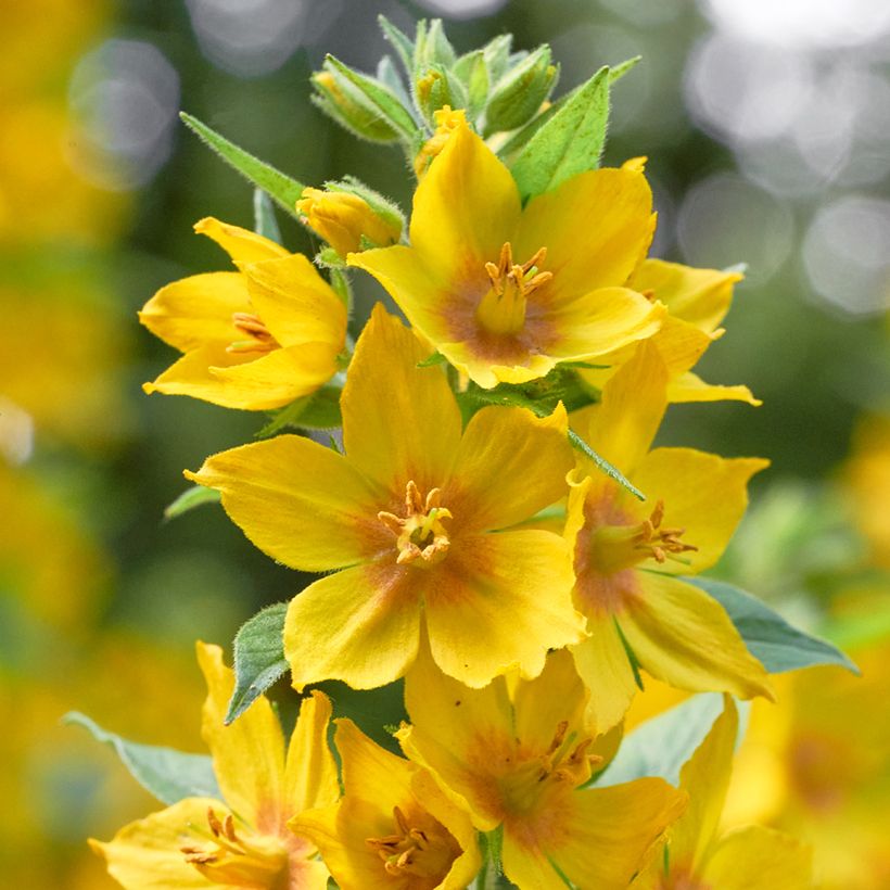 Lysimachia vulgaris - Gewöhnlicher Gilbweiderich (Blüte)