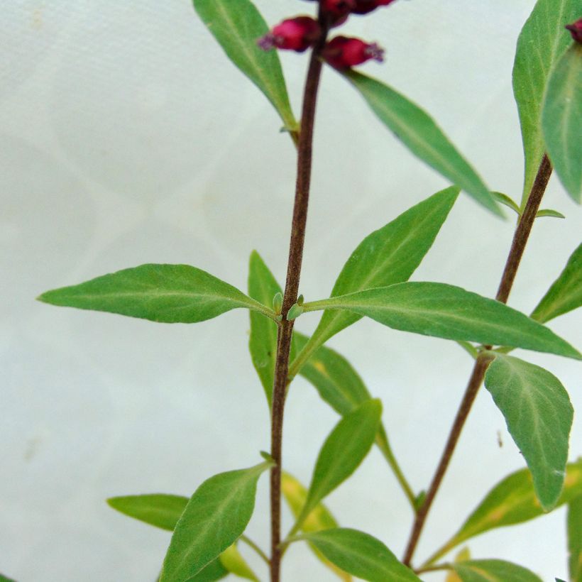 Lysimachia atropurpurea Beaujolais - Purpurroter Gilbweiderich (Laub)