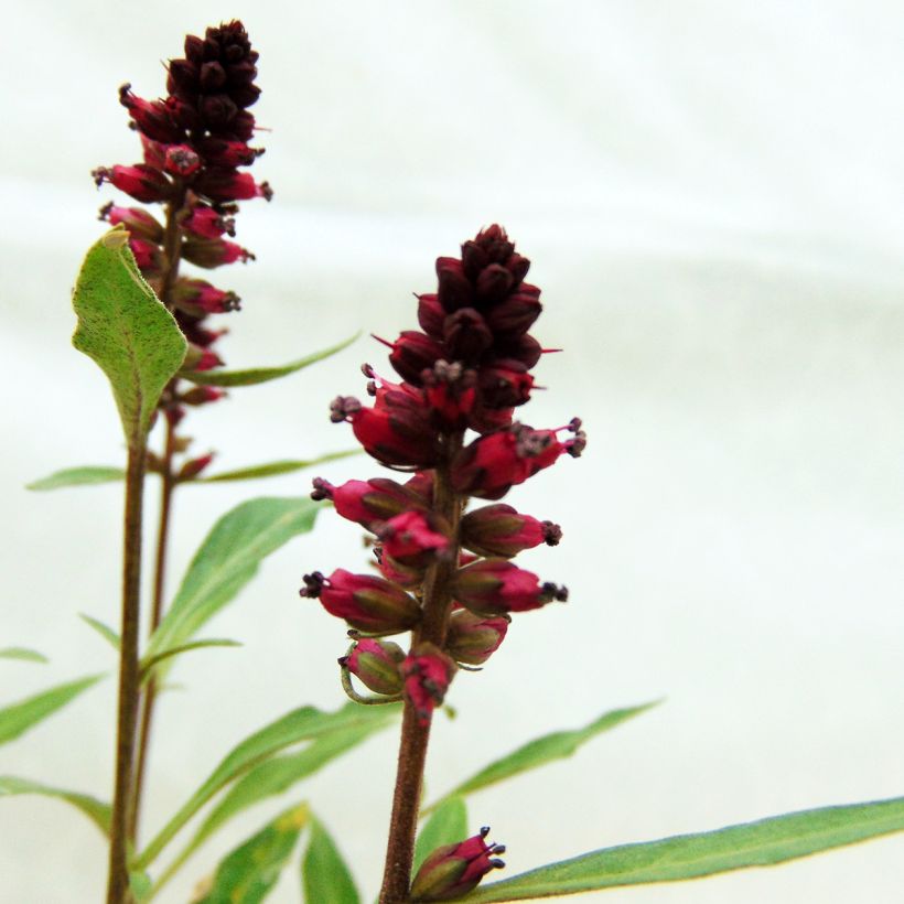 Lysimachia atropurpurea Beaujolais - Purpurroter Gilbweiderich (Blüte)