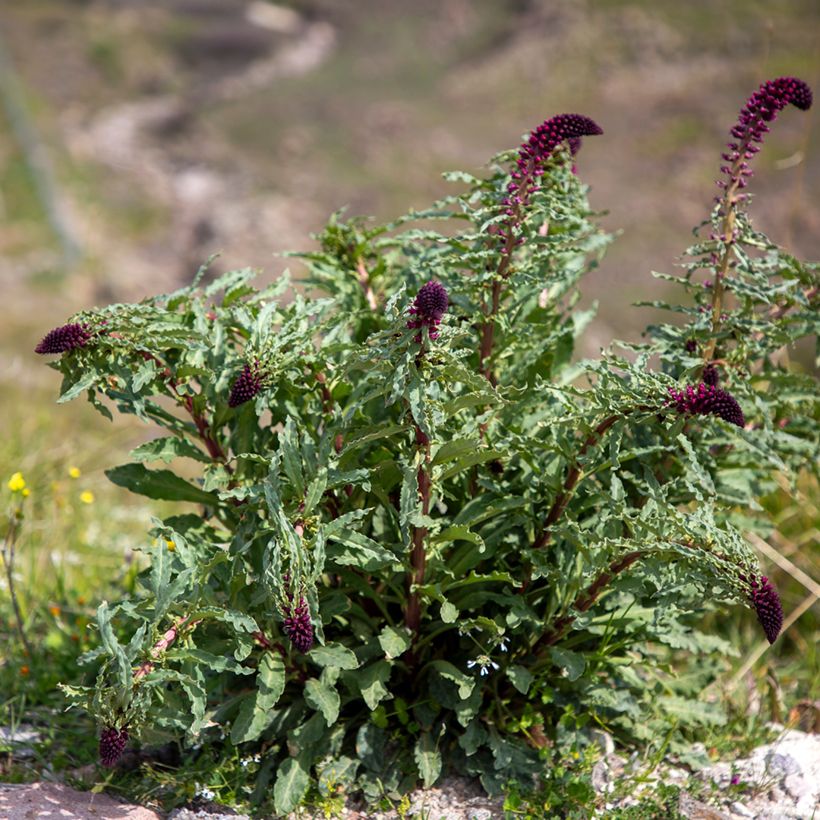 Lysimachia atropurpurea Beaujolais - Purpurroter Gilbweiderich (Hafen)