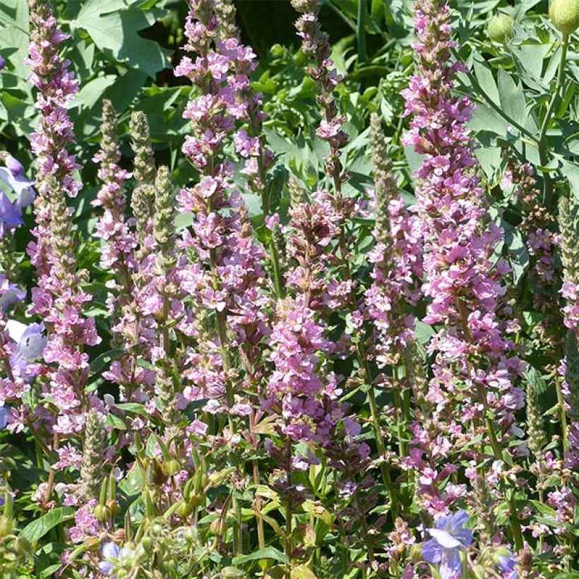 Blut-Weiderich Blush - Lythrum salicaria (Blüte)