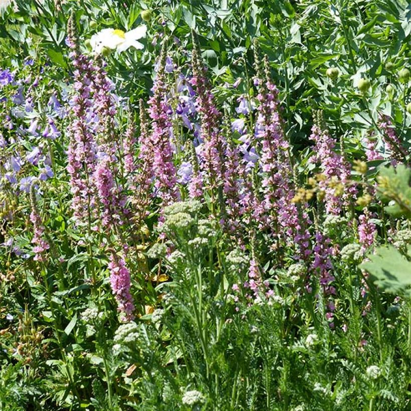 Blut-Weiderich Blush - Lythrum salicaria (Hafen)